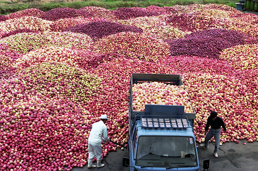 台風でリンゴなど大被害