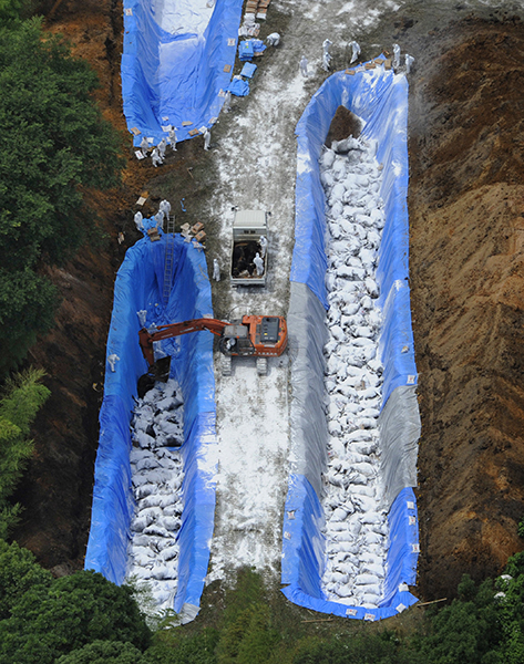 口蹄疫で牛を埋却処分