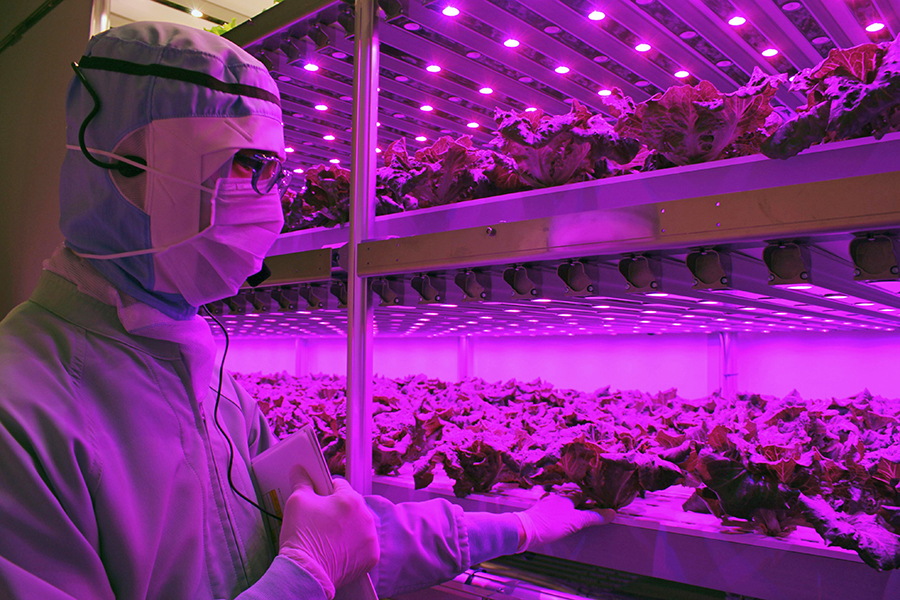 コンビニ用の野菜専用工場