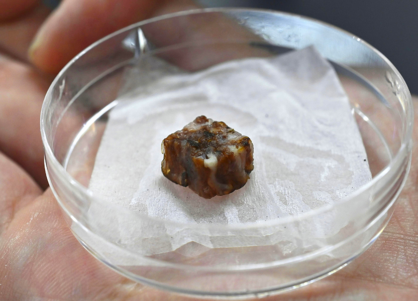 未来のたんぱく源「培養肉」