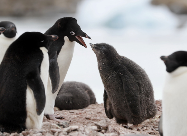 エサをせがむアデリーペンギンのひな